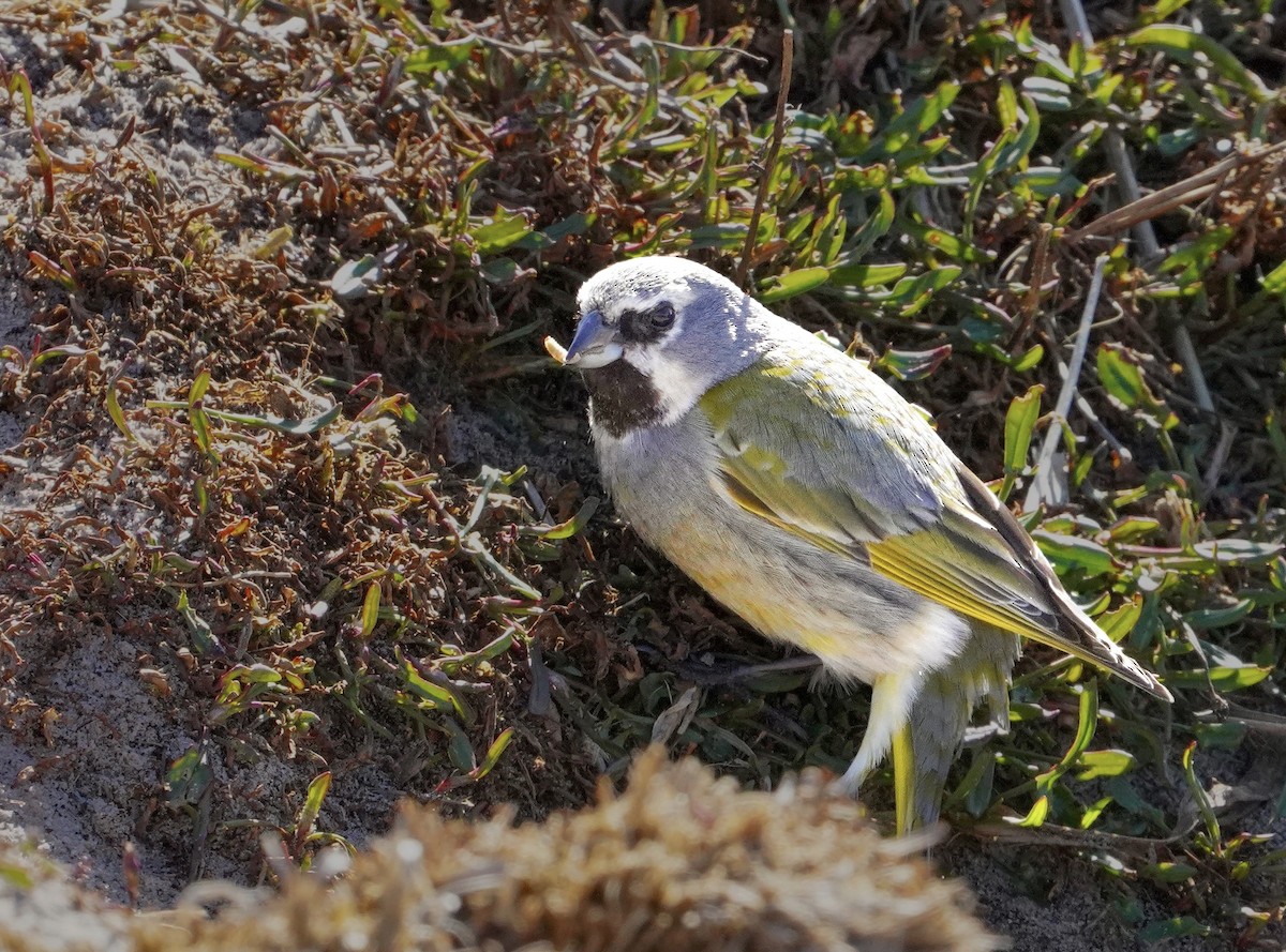 White-bridled Finch (Falkland) - ML646056648