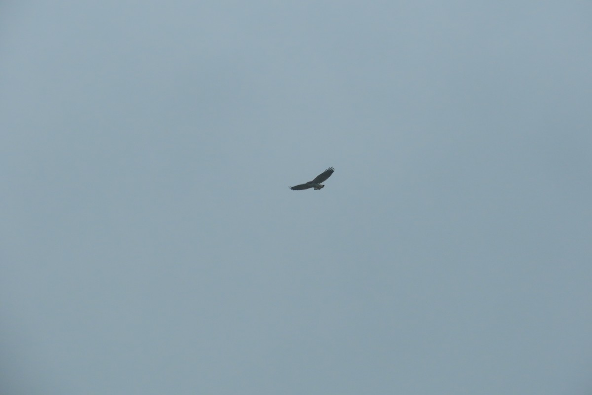 Variable Hawk - ML646056650