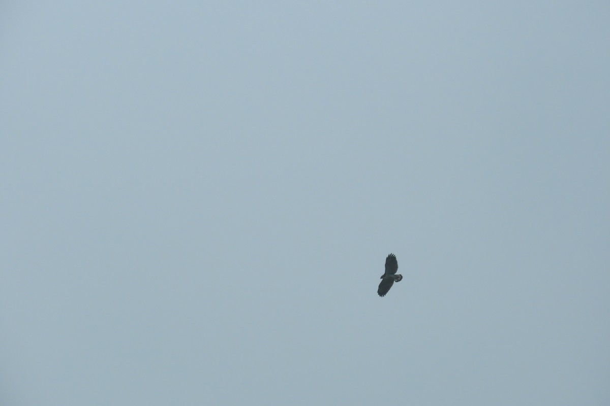 Variable Hawk - ML646056651