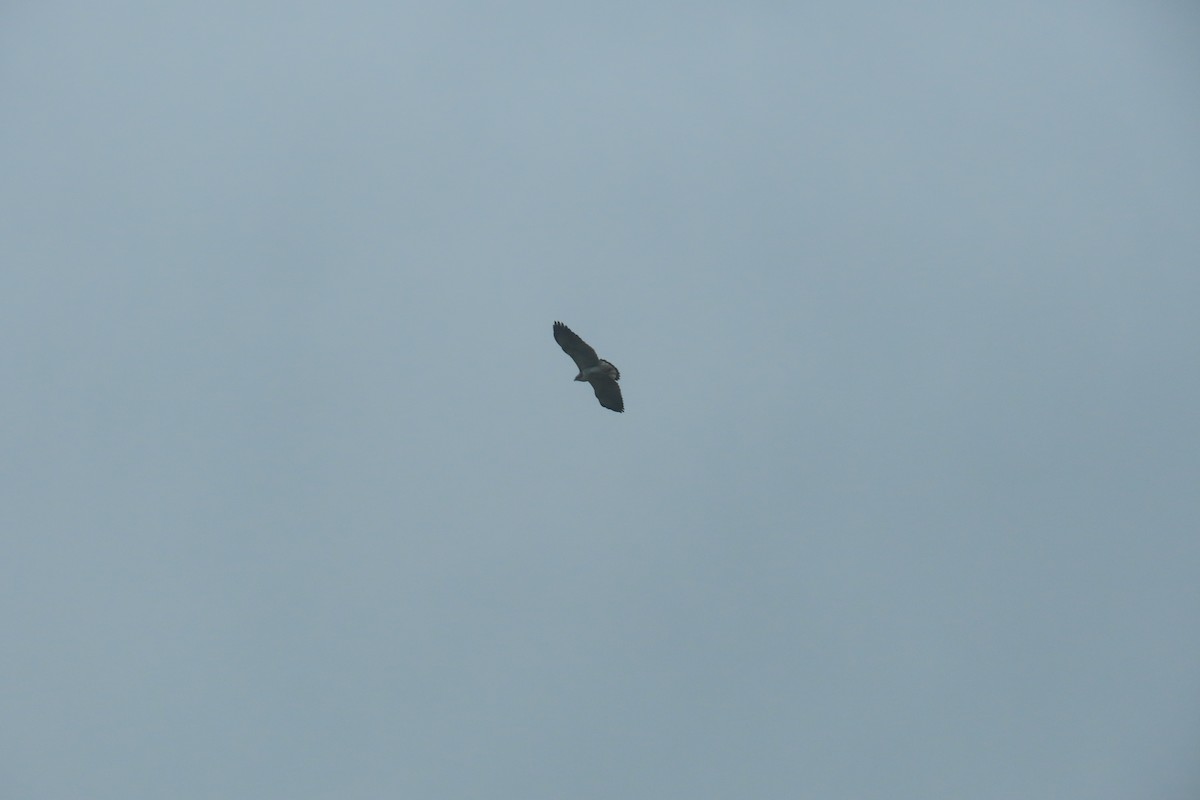 Variable Hawk - ML646056652