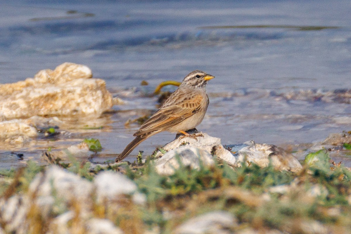Striolated Bunting - ML646056655