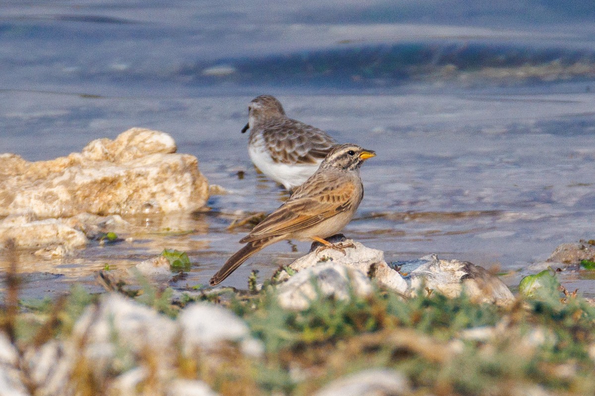 Striolated Bunting - ML646056656