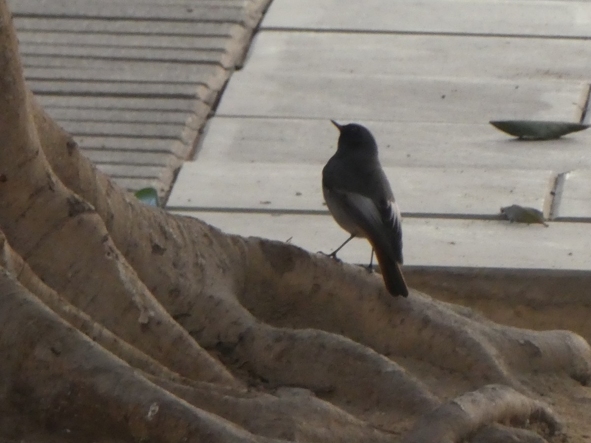 Colirrojo Tizón - ML646056657