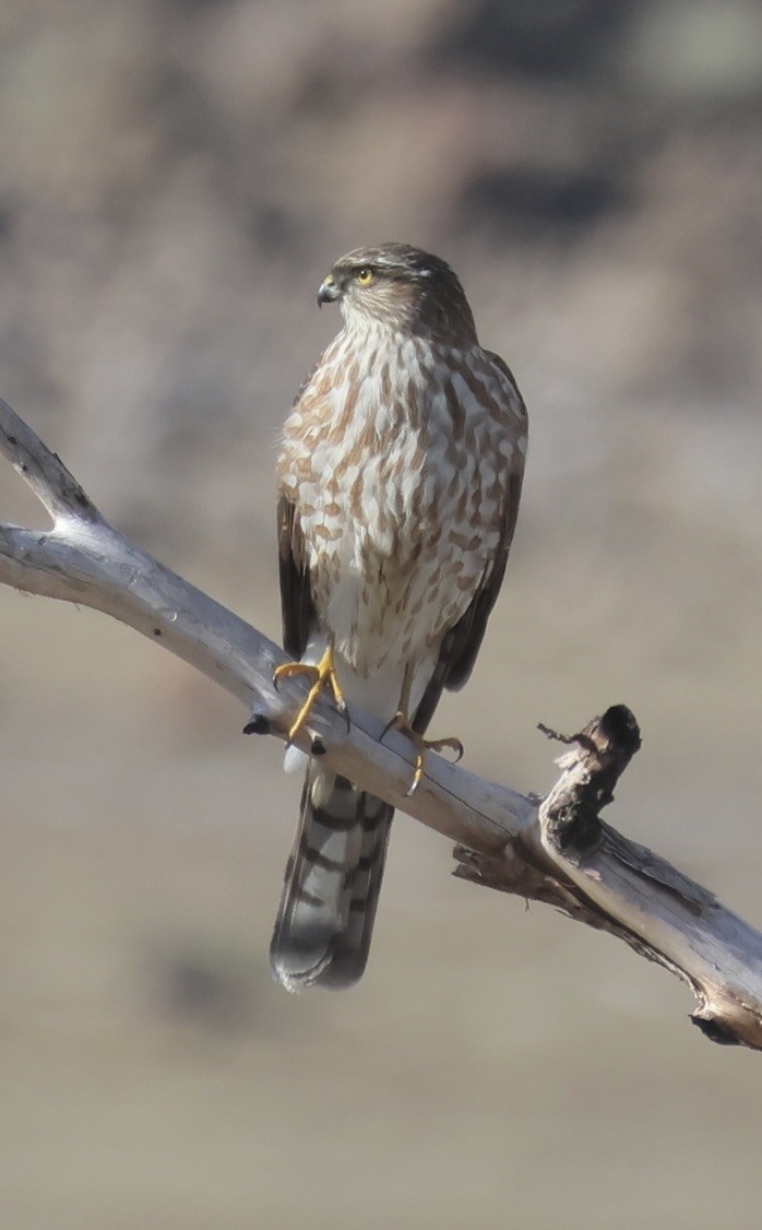 Gavilán Americano - ML646056660