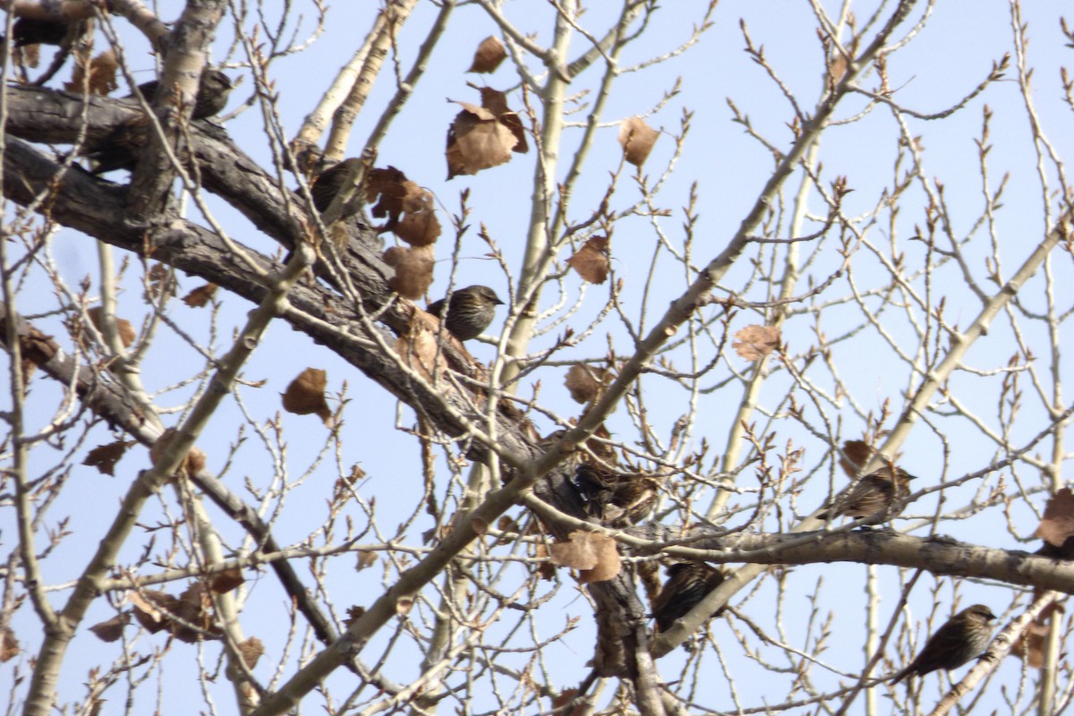 Sargento Alirrojo - ML646056667