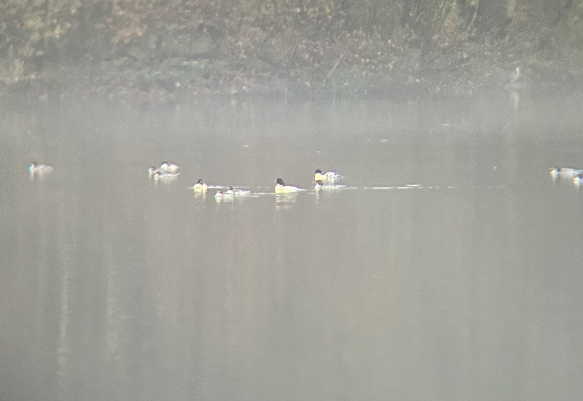 Serreta Grande - ML646056668