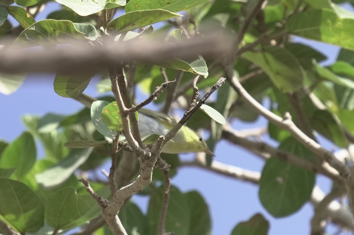 Mosquitero Silbador - ML646056670