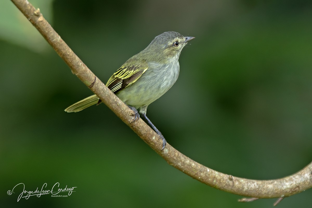 Mosquerito Menor - ML646056672