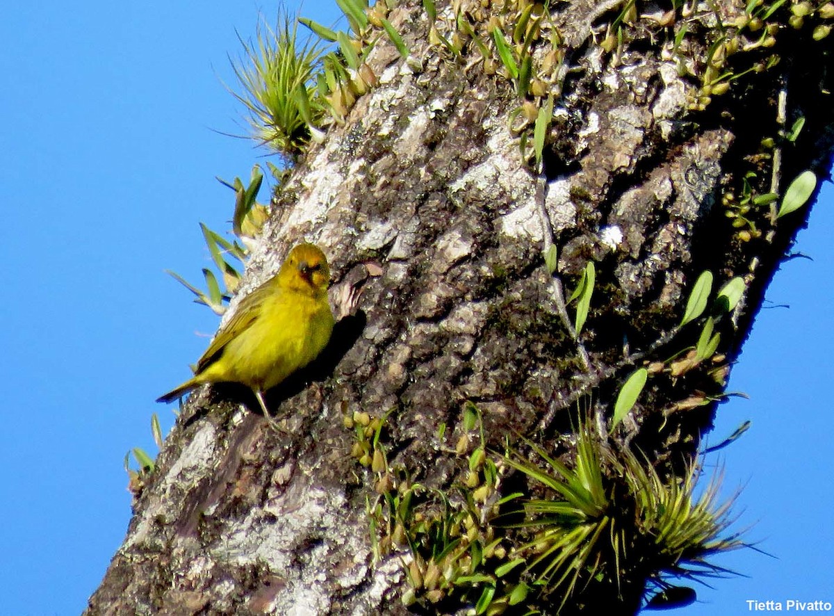 Chirigüe Azafranado - ML646056673