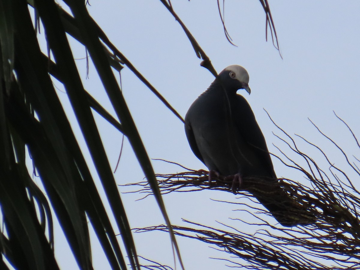 Paloma Coronita - ML646056674