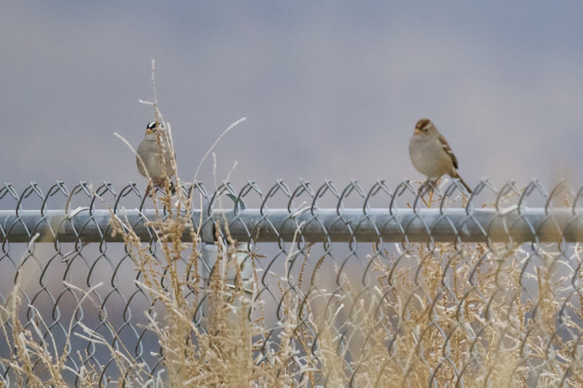 Chingolo Coroniblanco - ML646056675