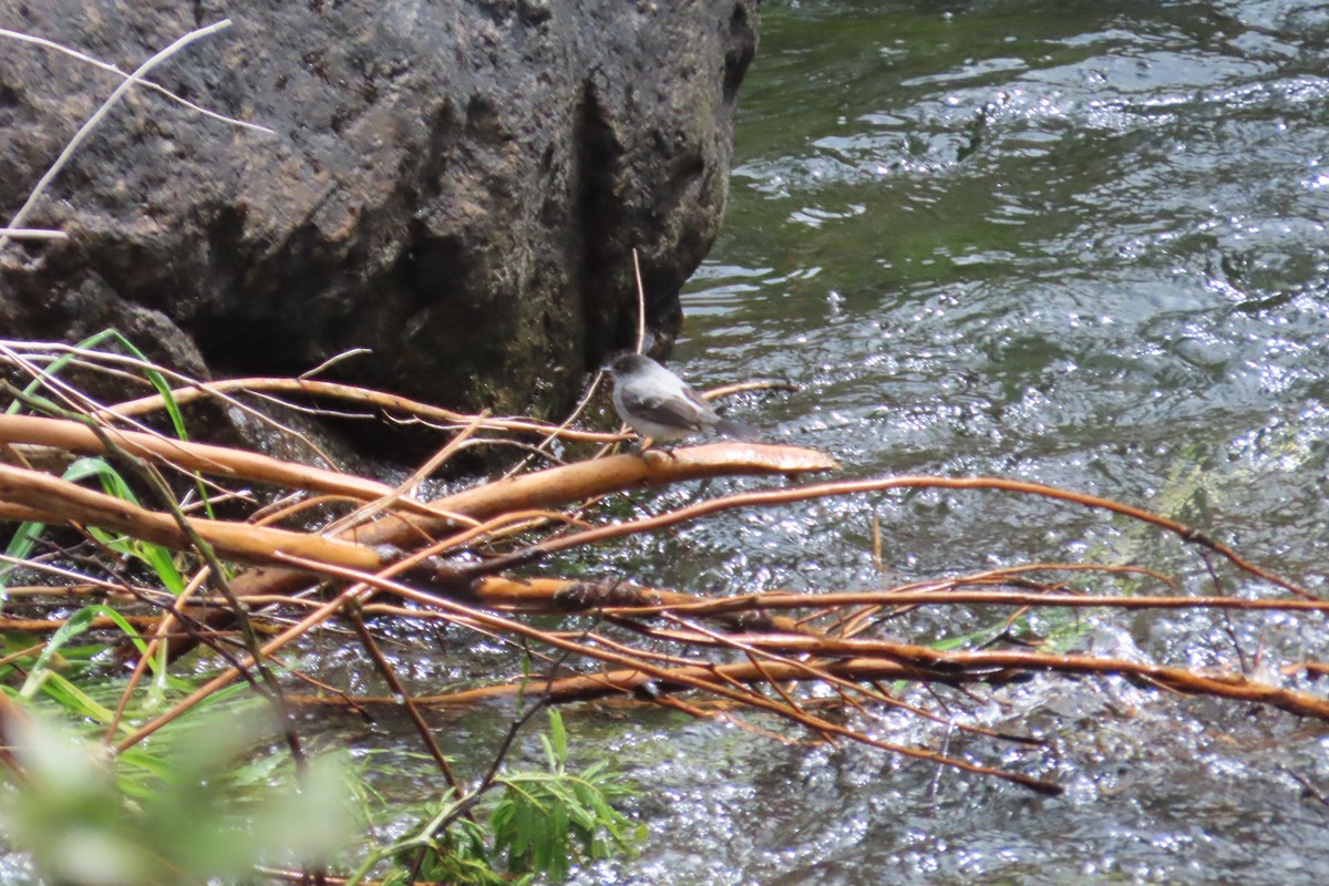 Piojito Guardarríos - ML646056678