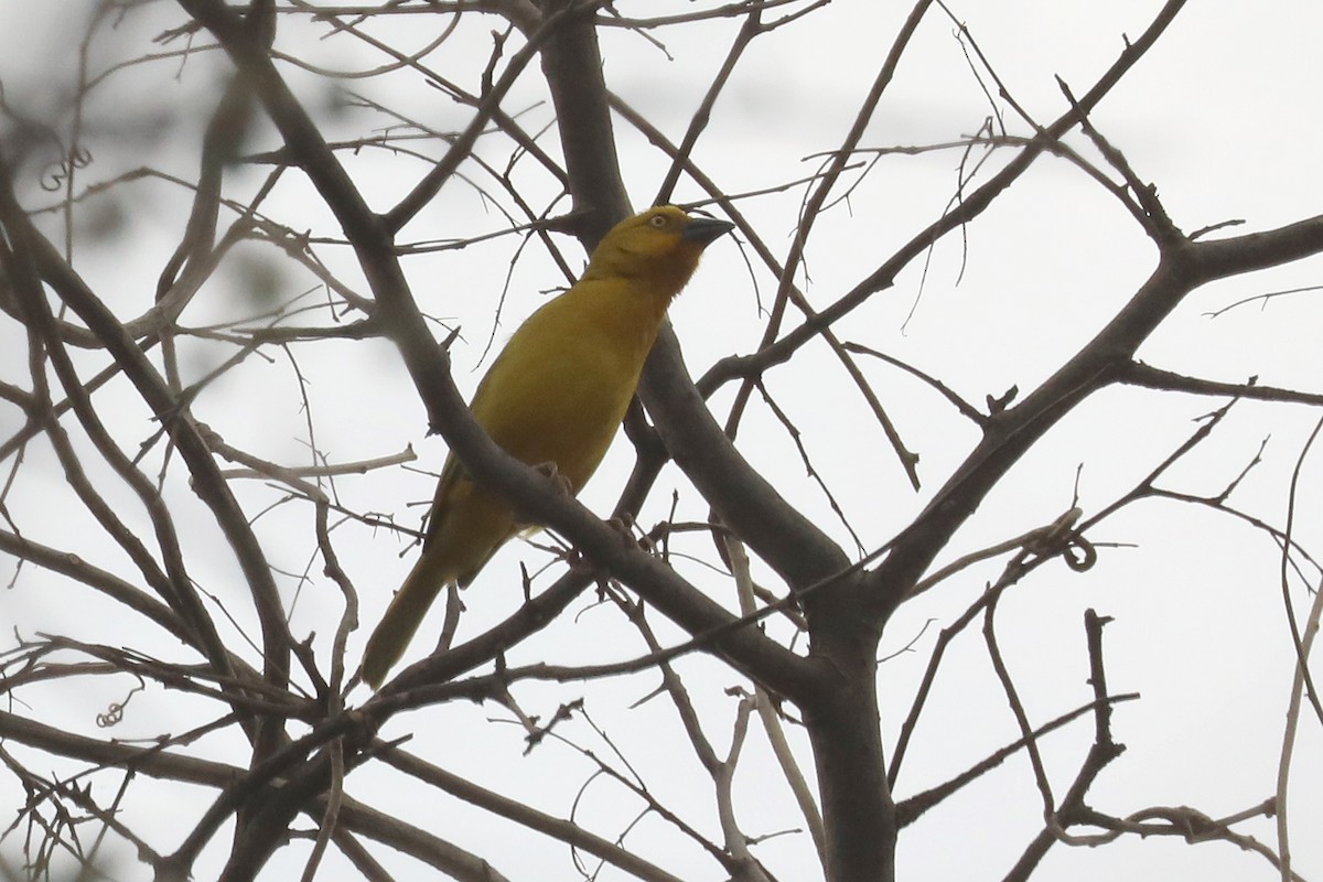 Tejedor Azafranado - ML646056679