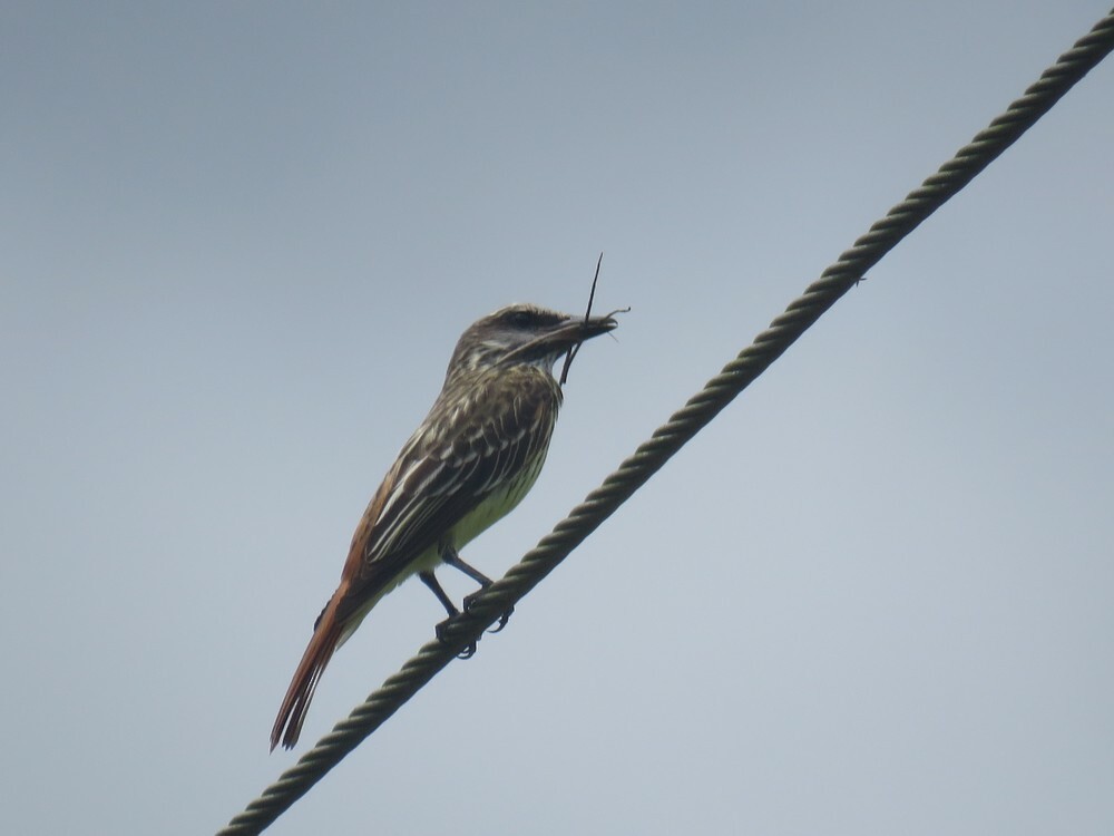 Bienteveo Ventriazufrado - ML646056680