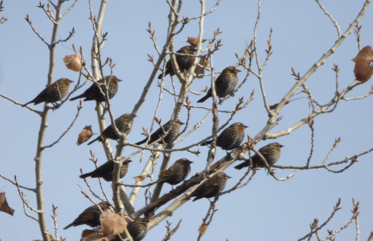 Sargento Alirrojo - ML646056681