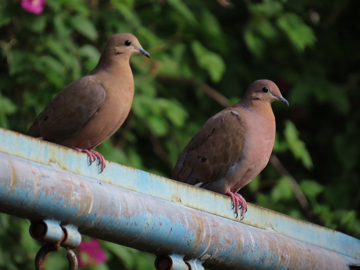 Zenaida Caribeña - ML646056684