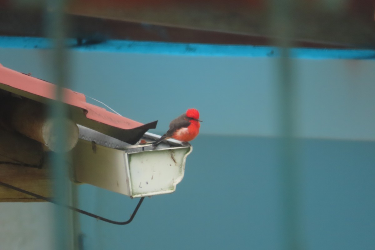 Mosquero Cardenal - ML646056685