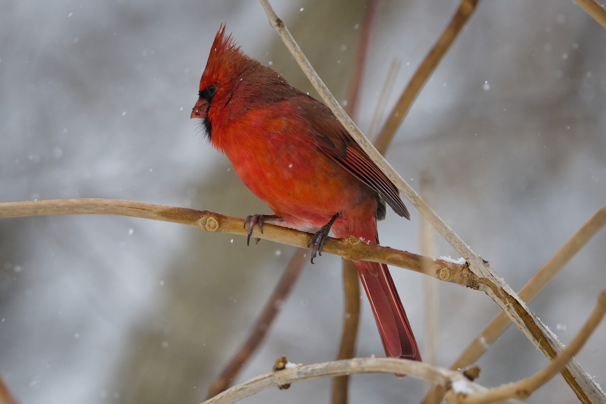 Cardenal Norteño - ML646056690