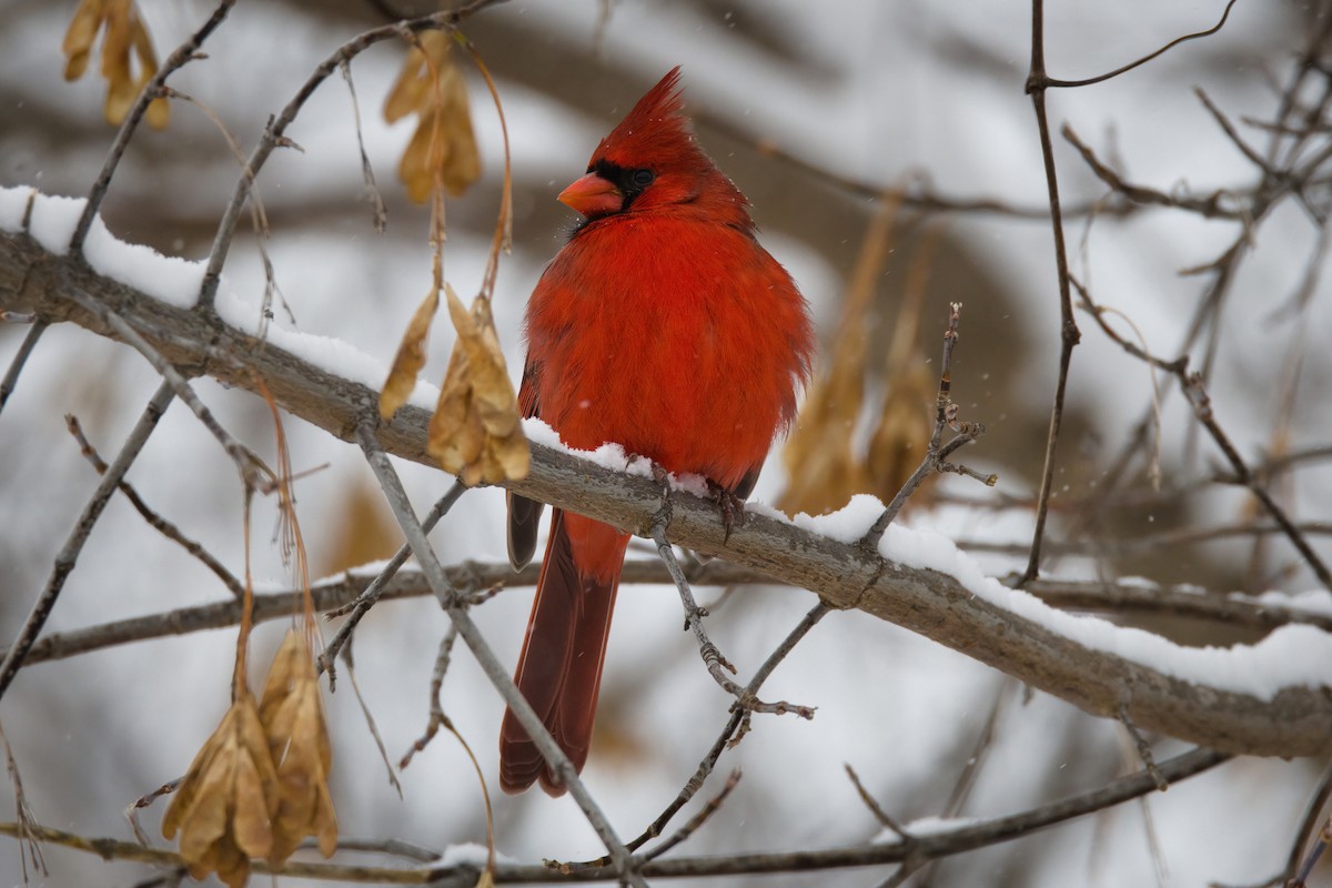 Cardenal Norteño - ML646056691