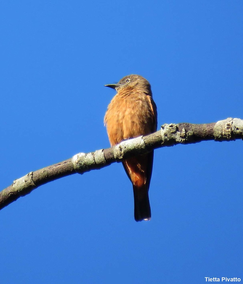 Birro Roquero - ML646056693