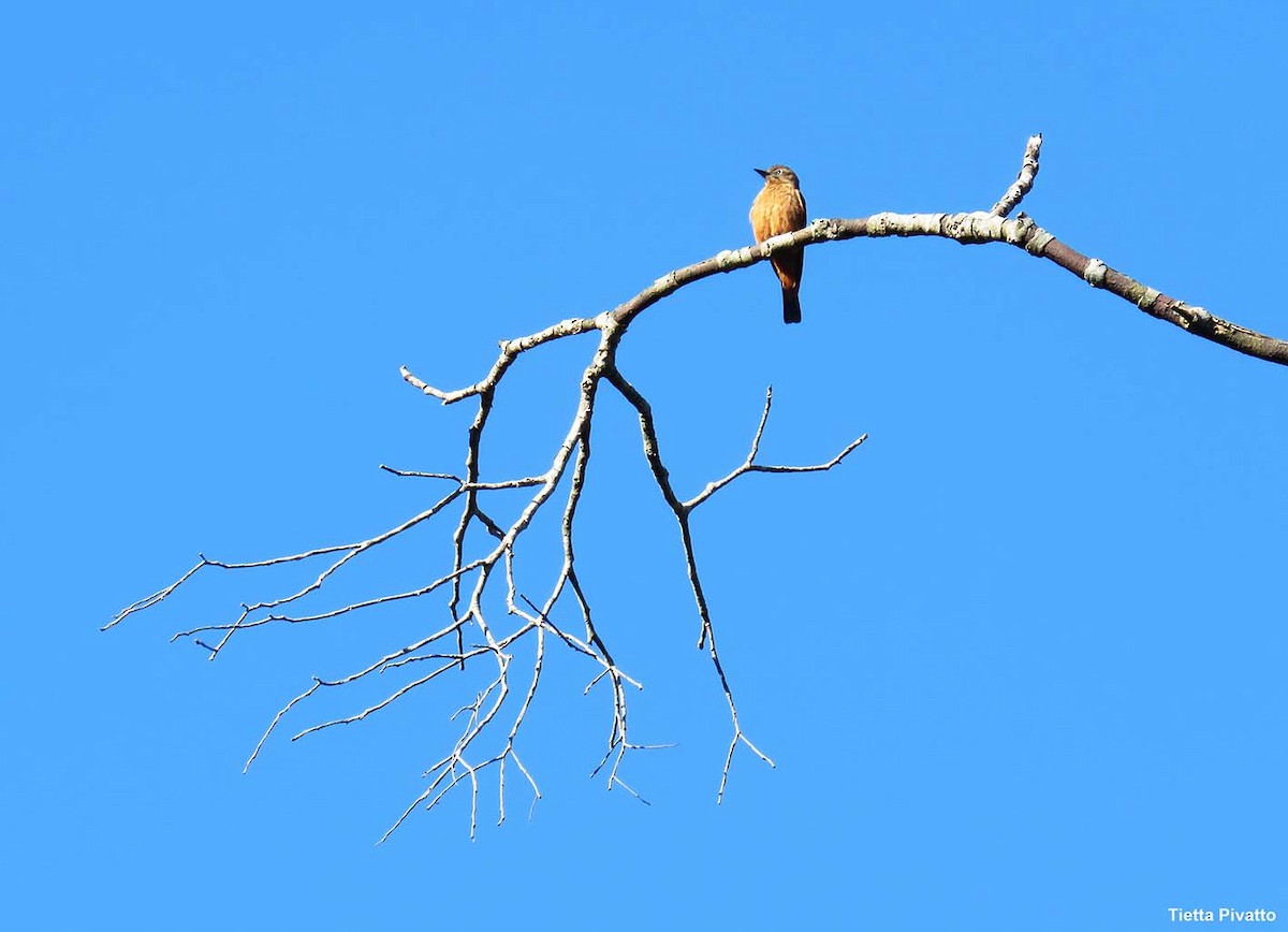 Birro Roquero - ML646056694