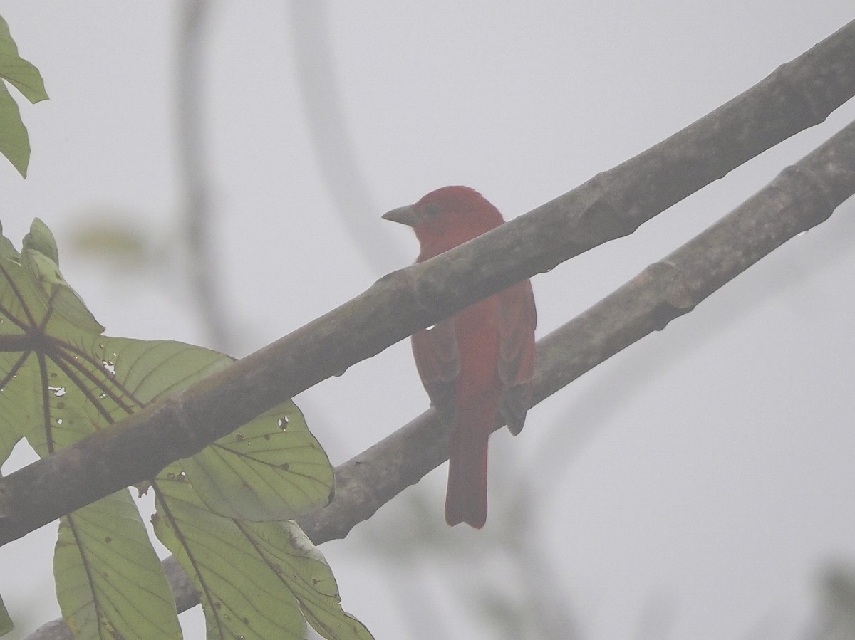 Piranga Roja - ML646056697