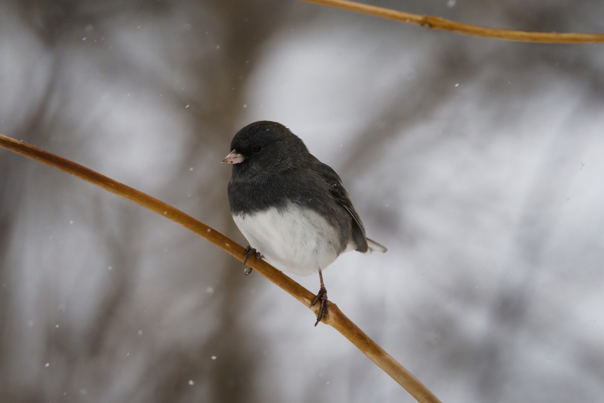 Junco Ojioscuro - ML646056698