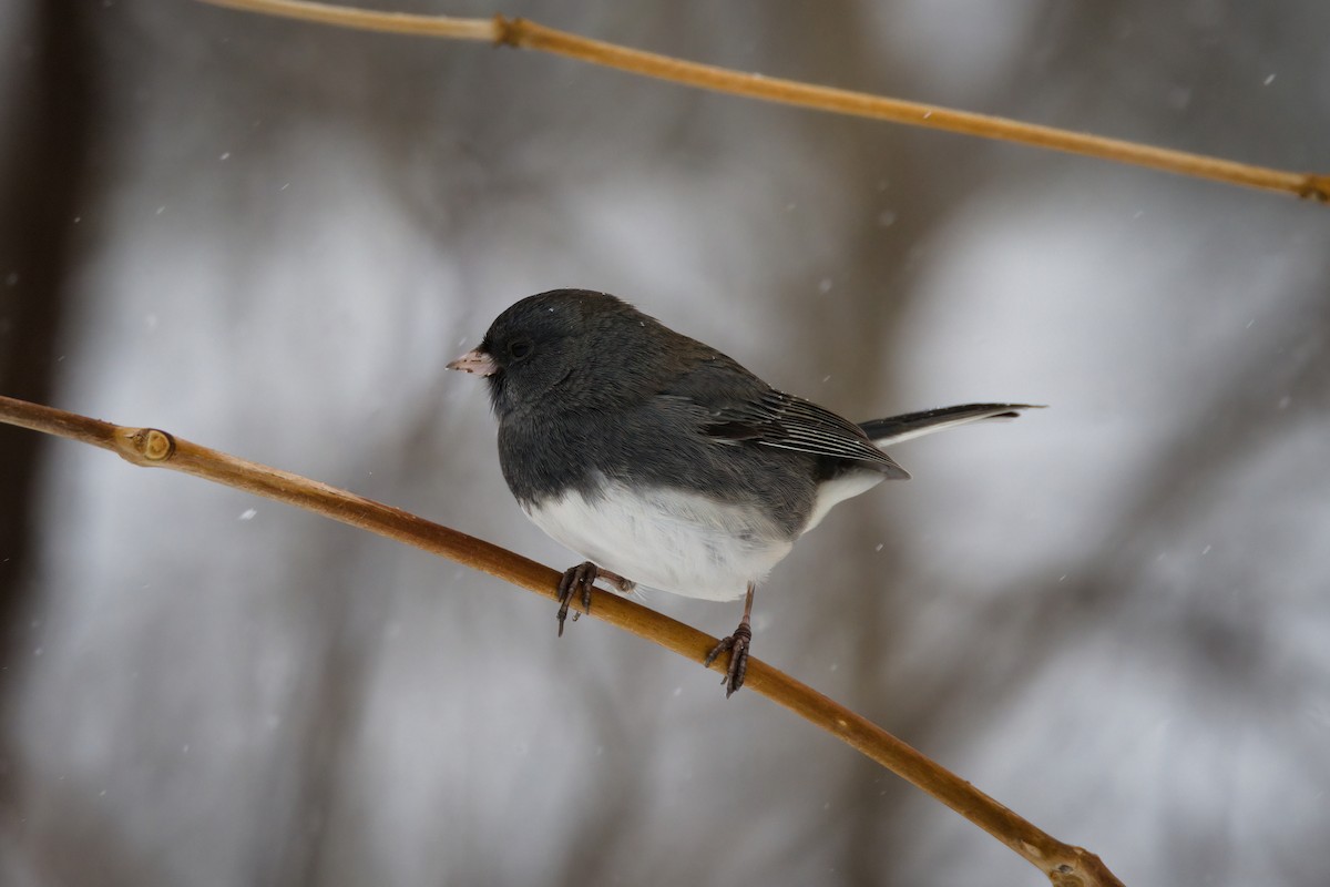 Junco Ojioscuro - ML646056699
