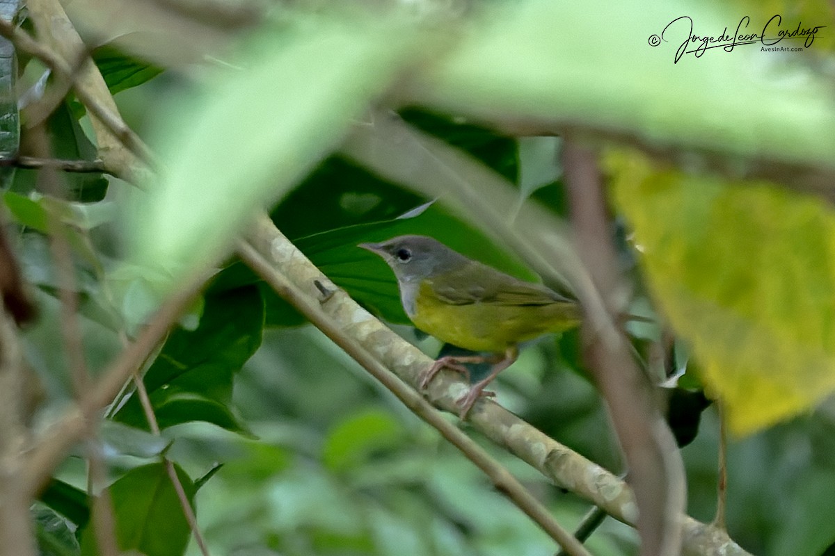 Reinita Plañidera - ML646056702