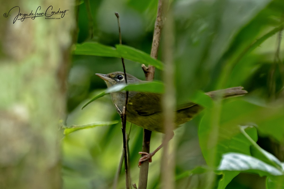 Reinita Plañidera - ML646056703
