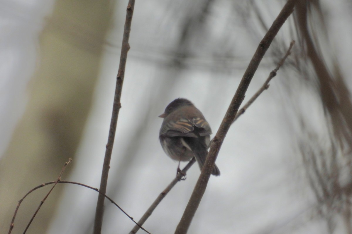 Junco Ojioscuro - ML646056704