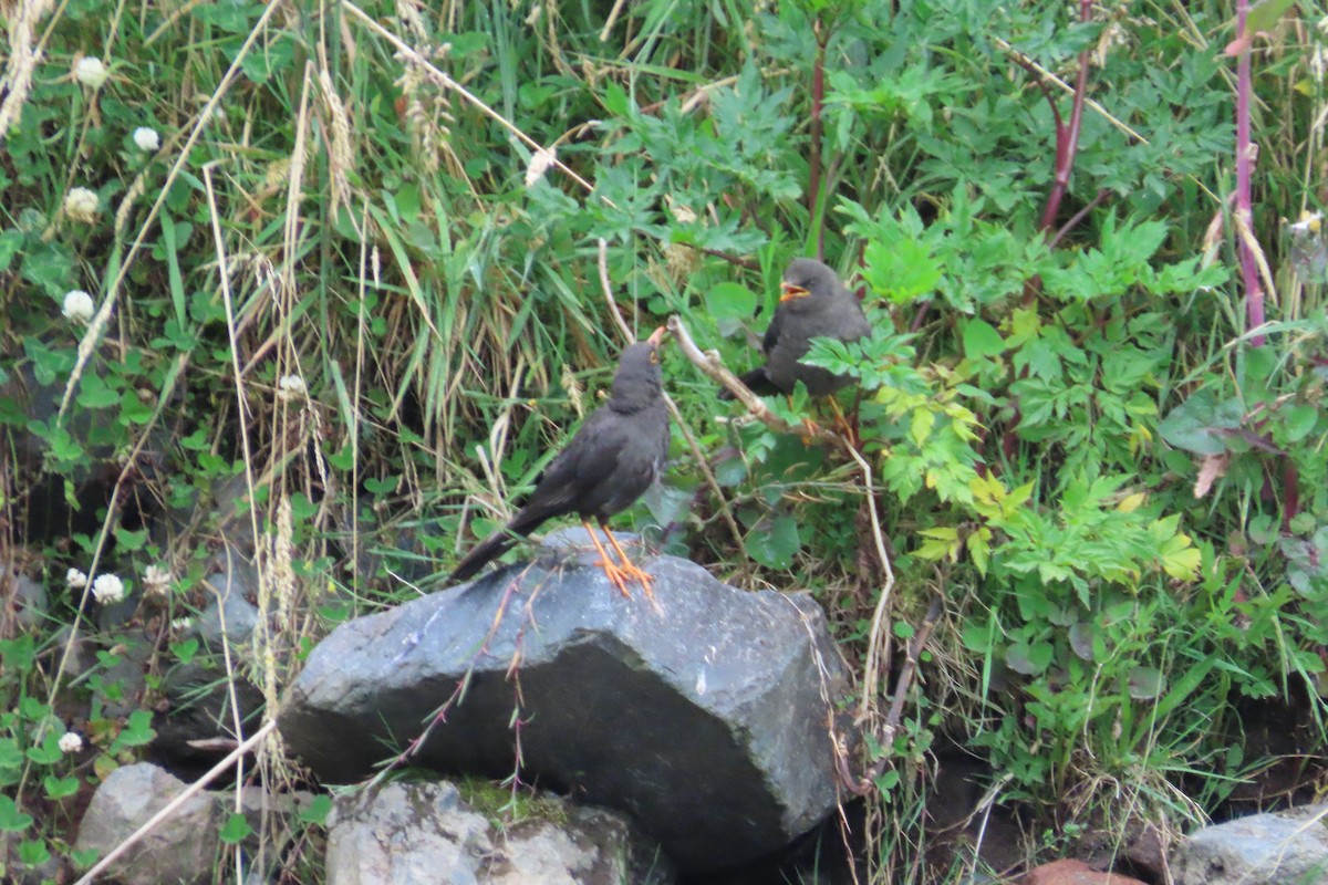 Great Thrush - ML646056710