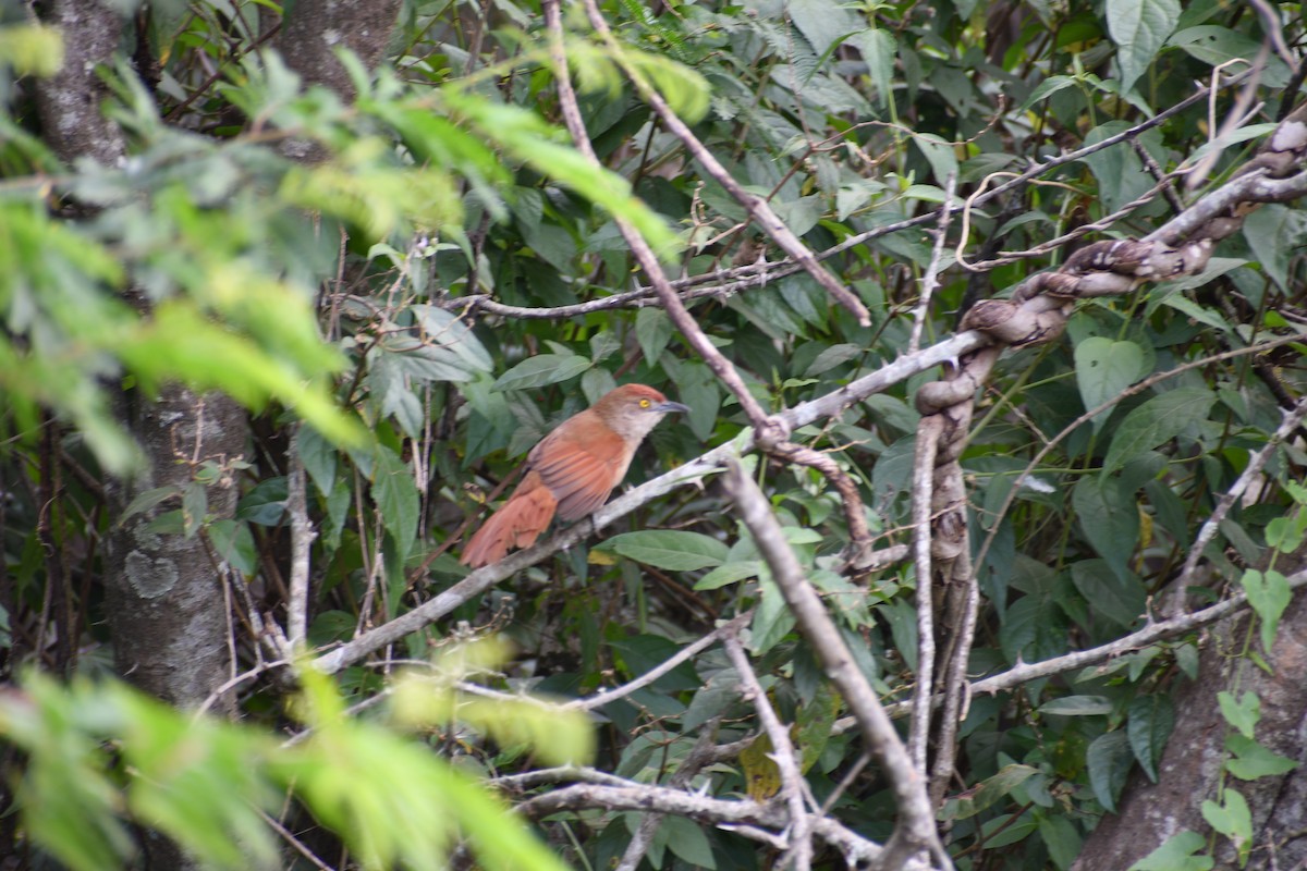 Greater Thornbird - ML646056711