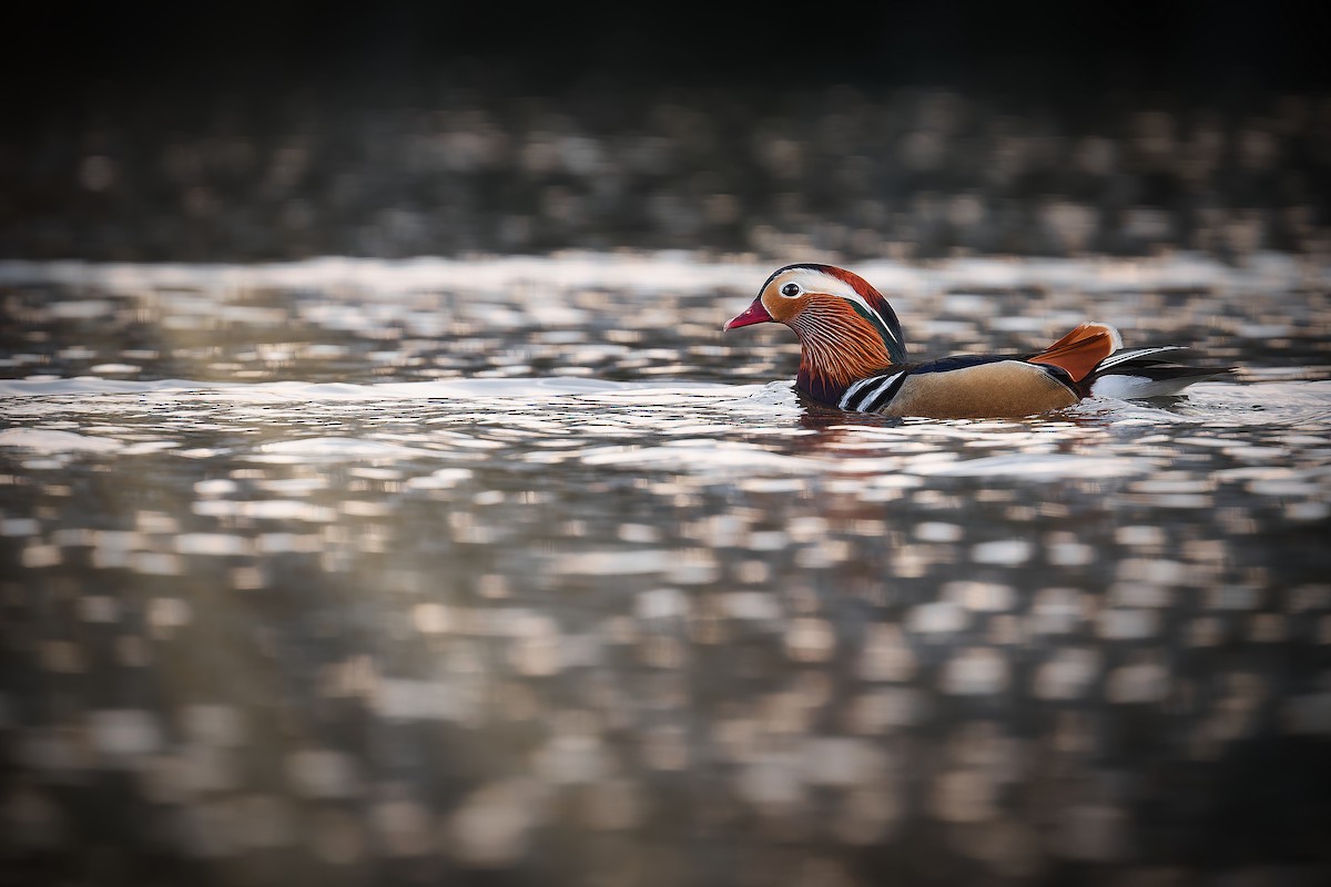 kachnička mandarínská - ML646056712