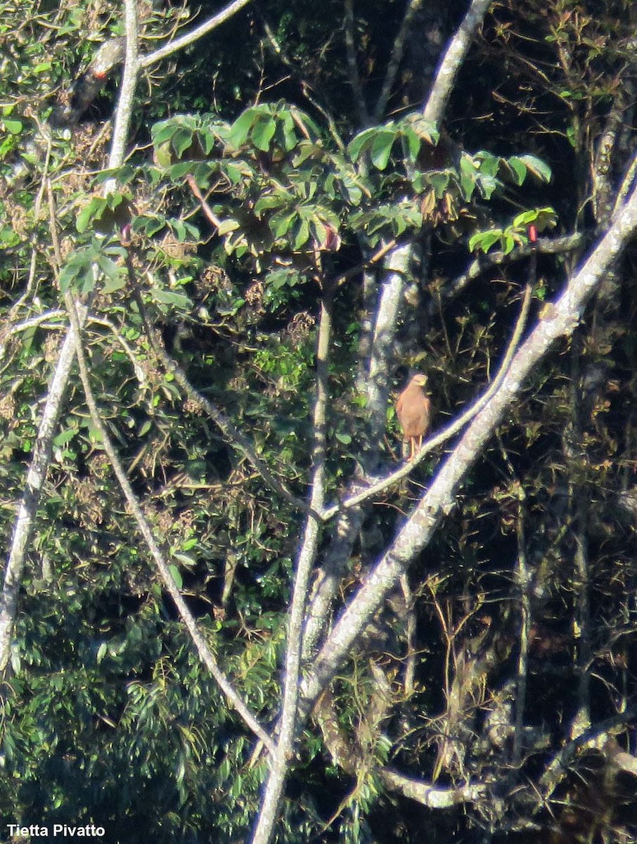 Саванный крабоед - ML646056716