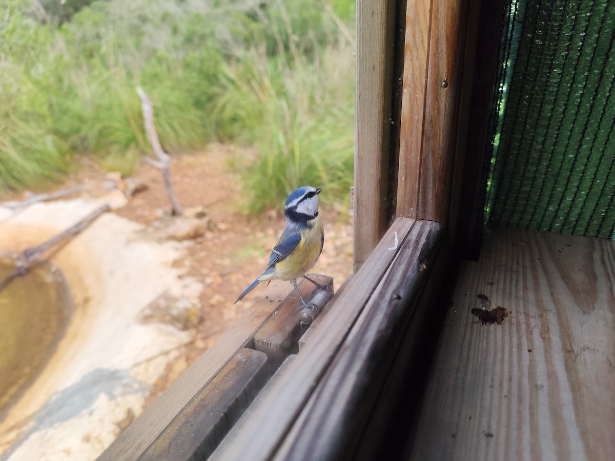 Herrerillo Común - ML646056719