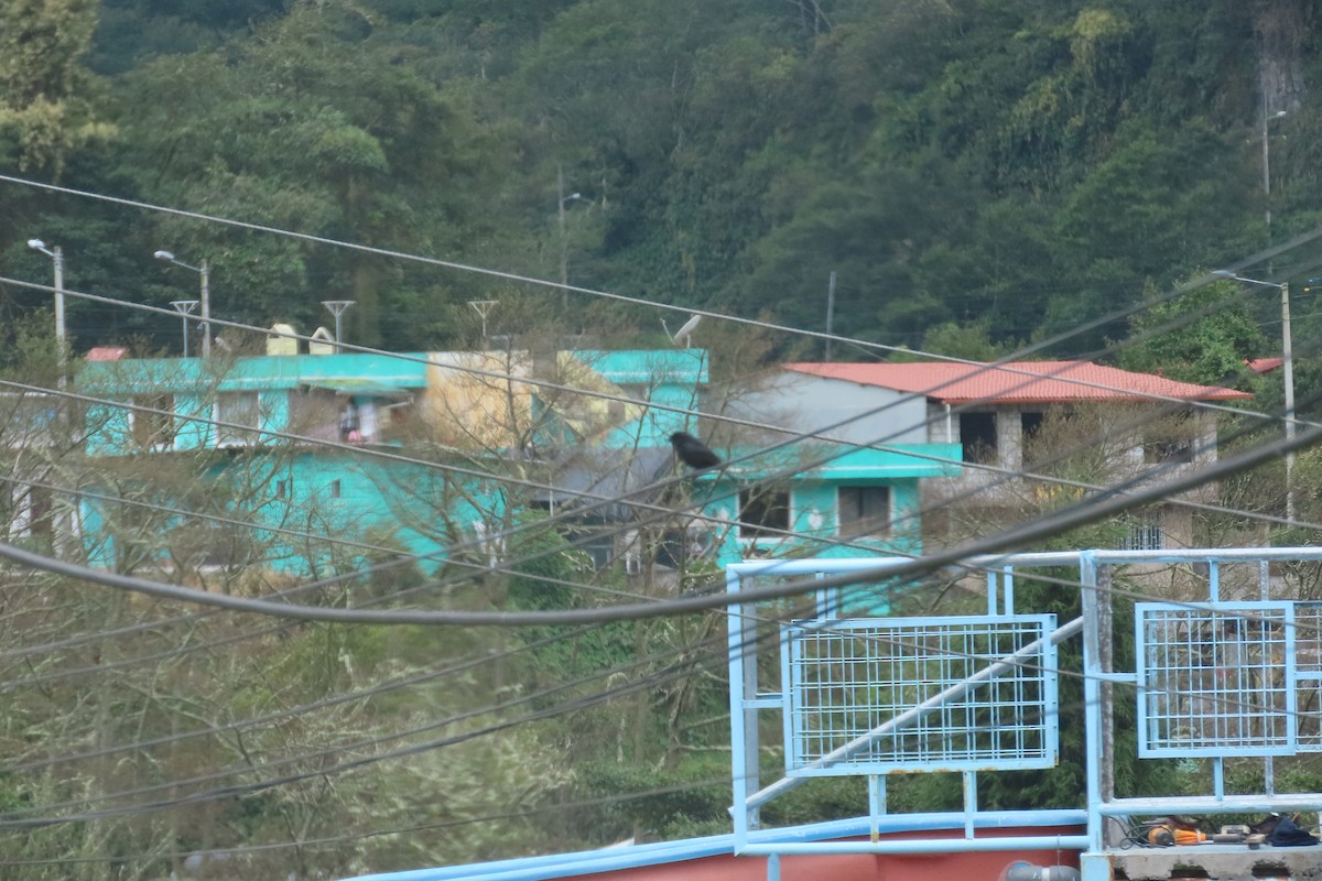 Black Flowerpiercer - ML646056720