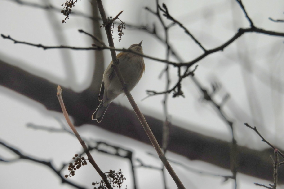 Yellow-rumped Warbler - ML646056730