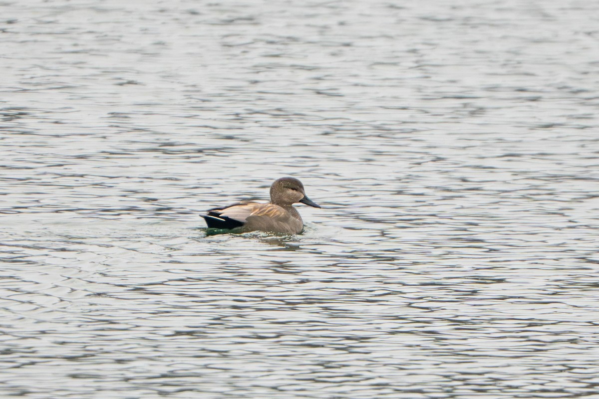 オカヨシガモ - ML646056733