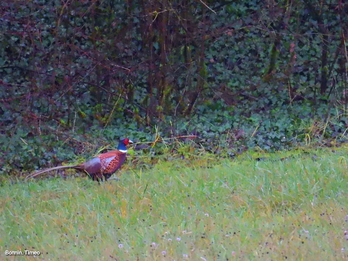 Ring-necked Pheasant - ML646056735