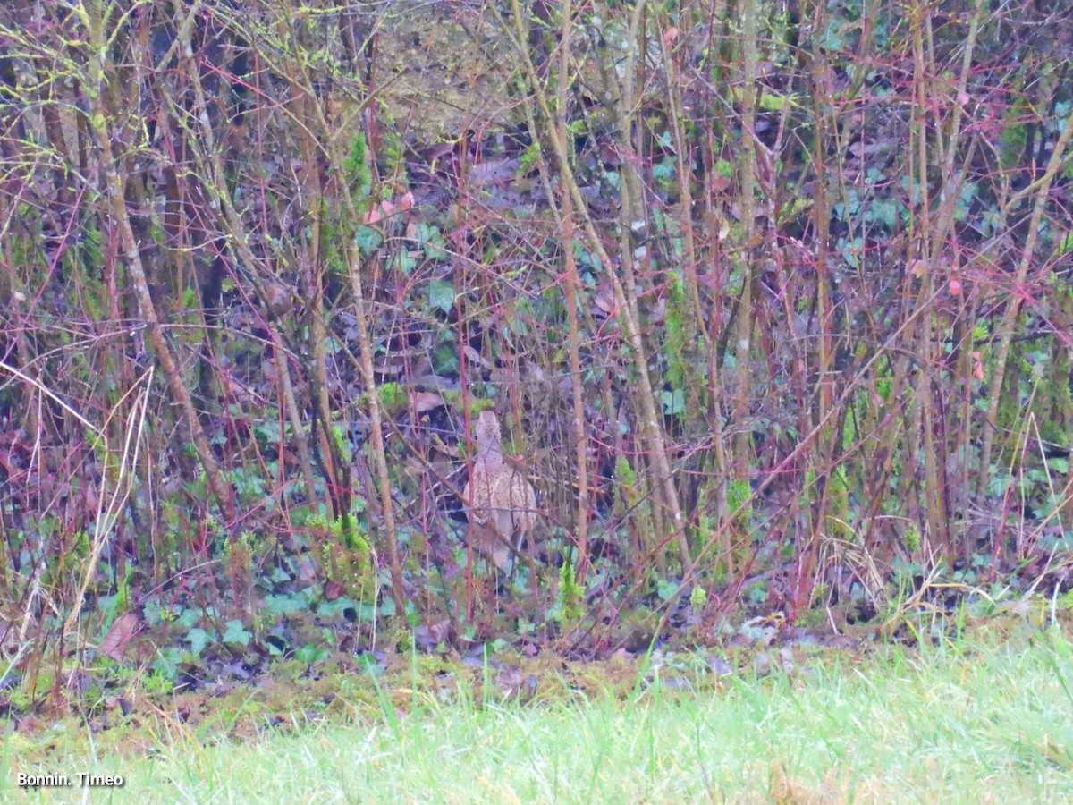 Ring-necked Pheasant - ML646056736