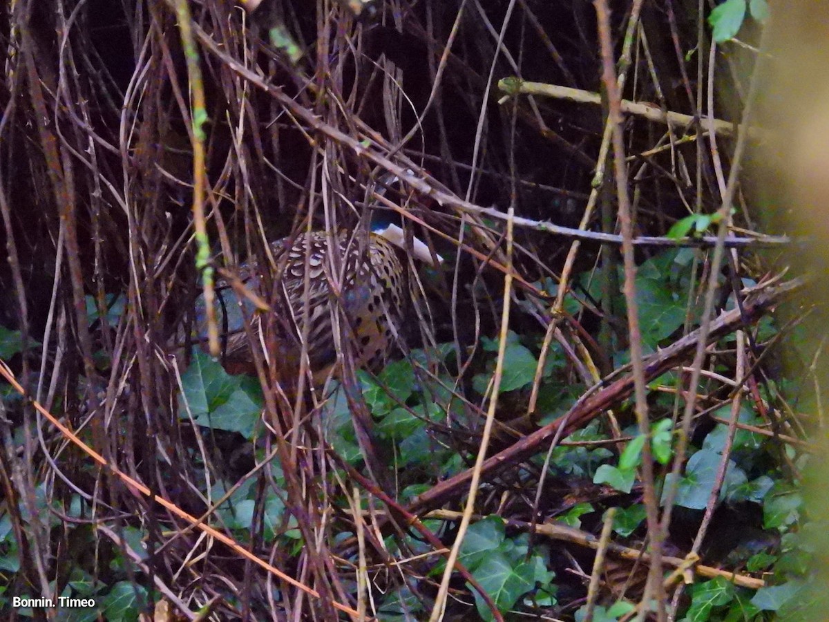 Ring-necked Pheasant - ML646056737