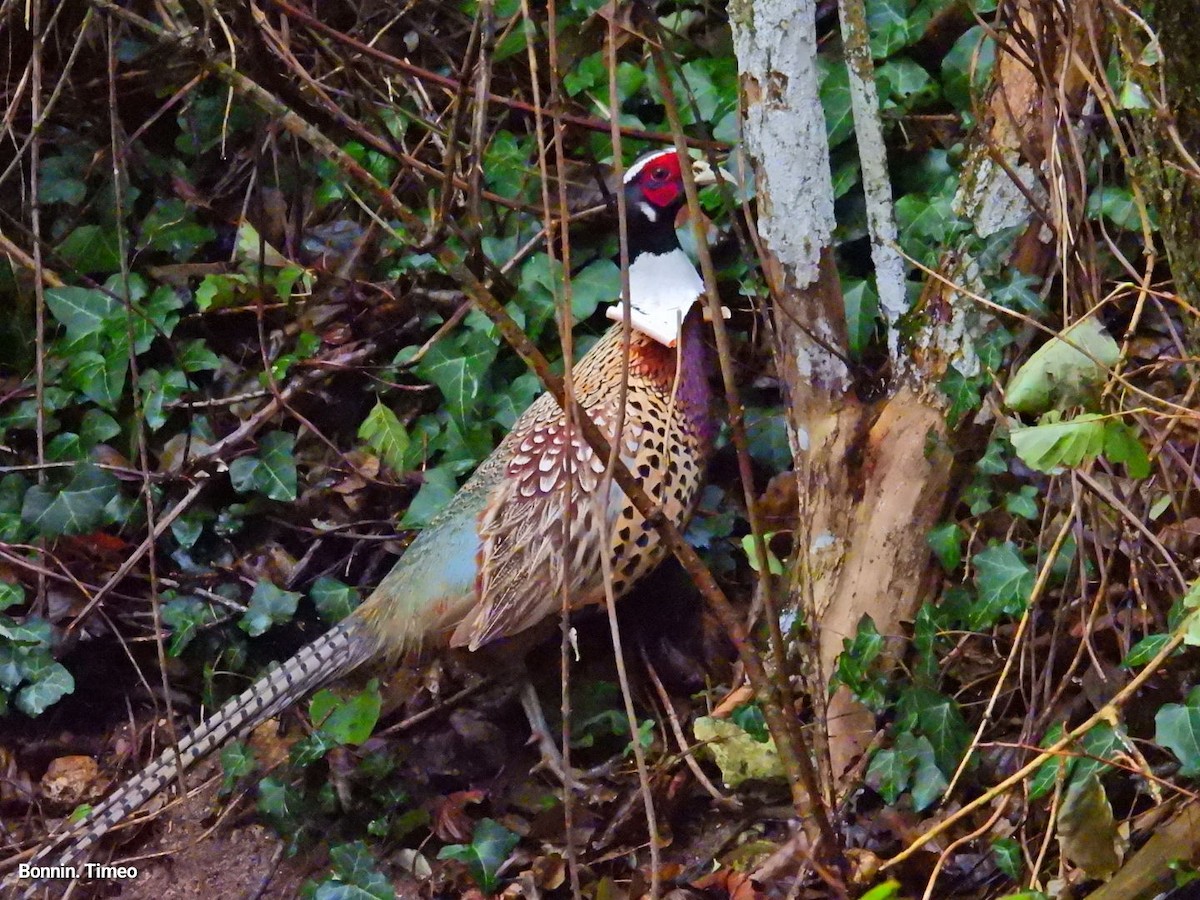 Ring-necked Pheasant - ML646056738