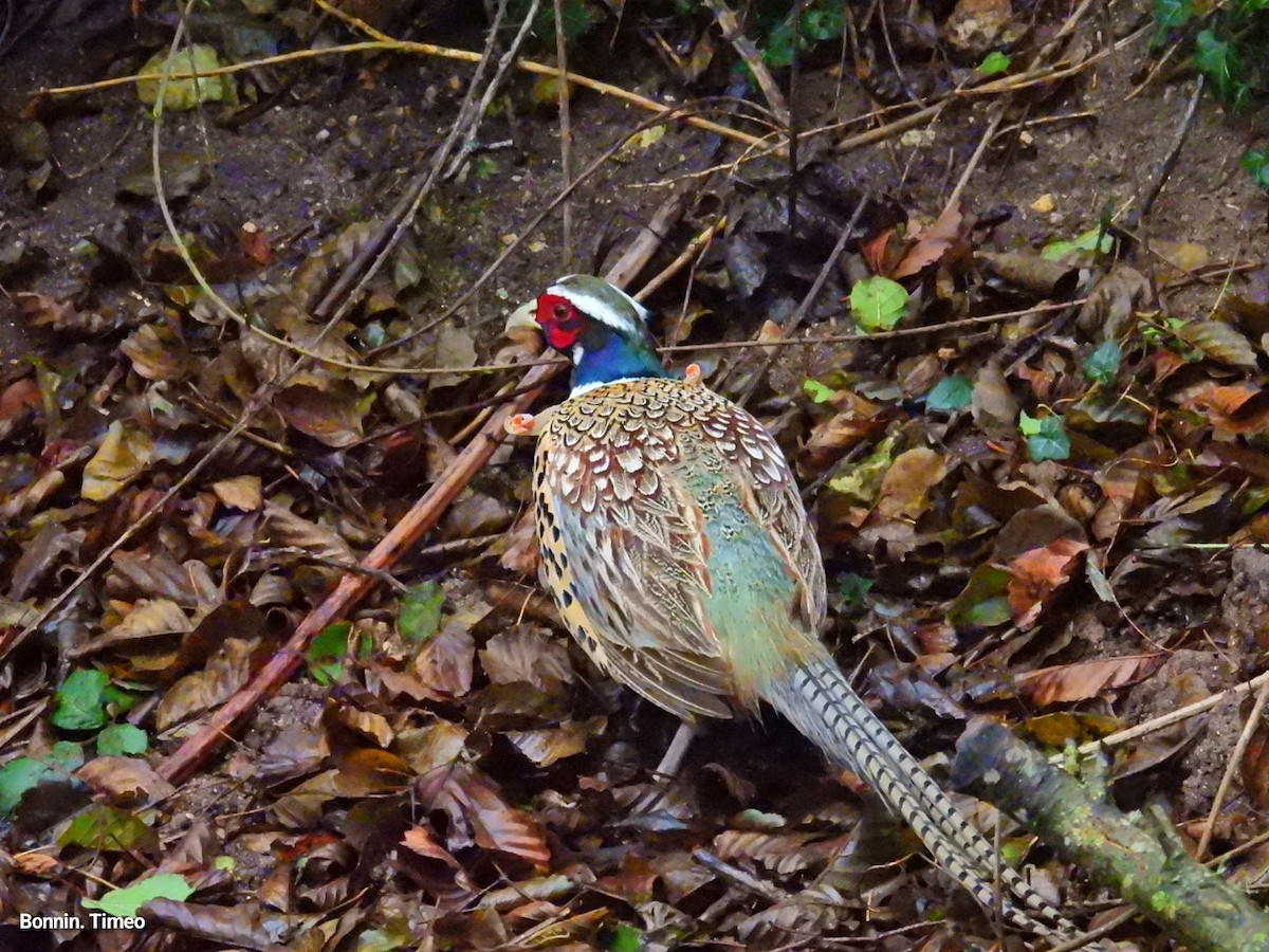 Ring-necked Pheasant - ML646056739