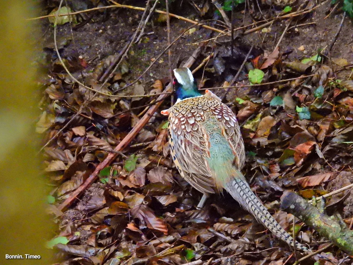 Ring-necked Pheasant - ML646056740