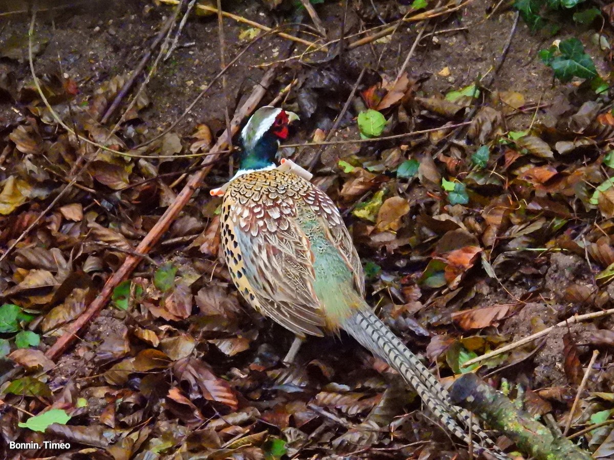 Ring-necked Pheasant - ML646056741