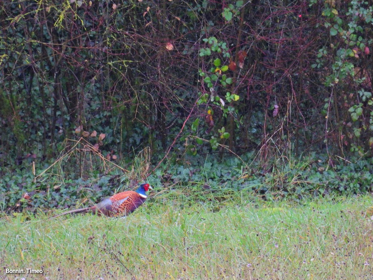 Ring-necked Pheasant - ML646056742