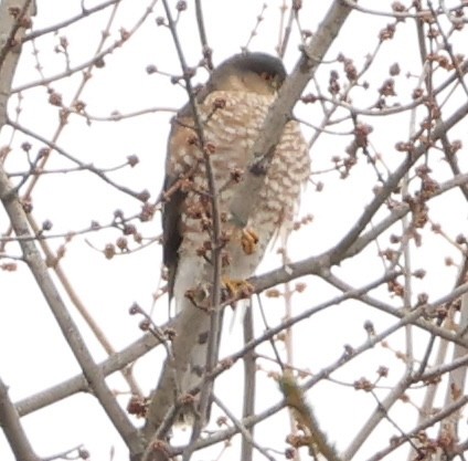 Sharp-shinned Hawk - ML646056743