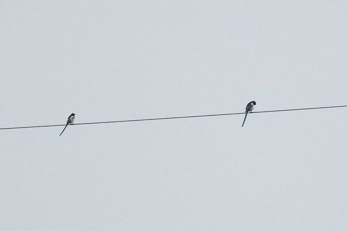 straka americká - ML646056746