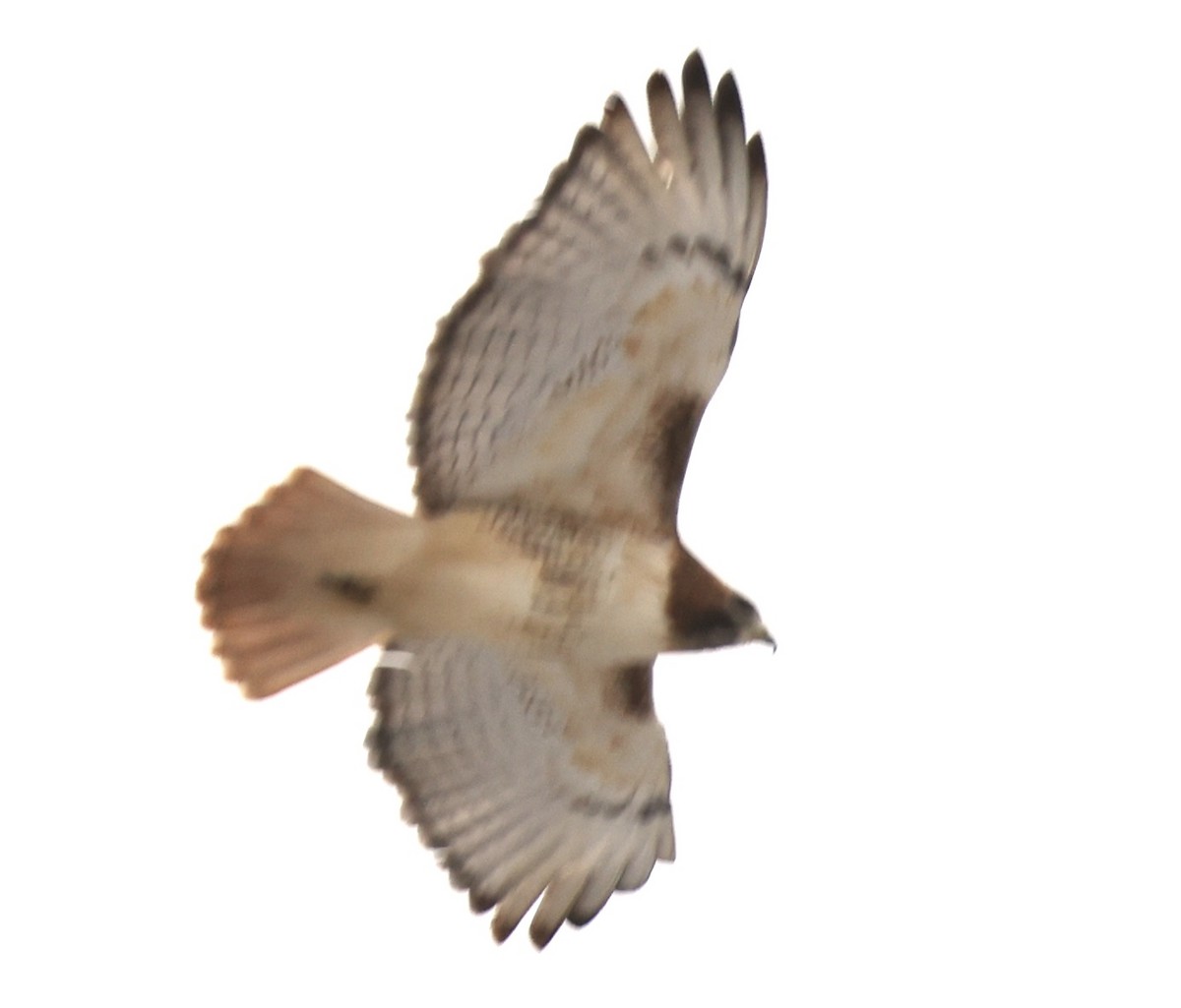 Red-tailed Hawk - ML646056755
